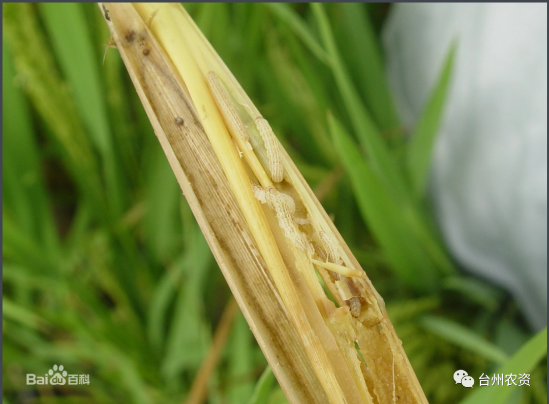 臺(tái)州農(nóng)資 臺(tái)州農(nóng)資